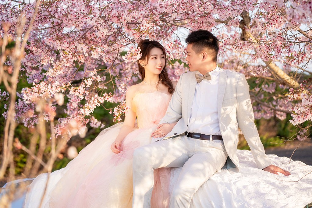 Auckland Cherry Blossom Pre-Wedding Photography
